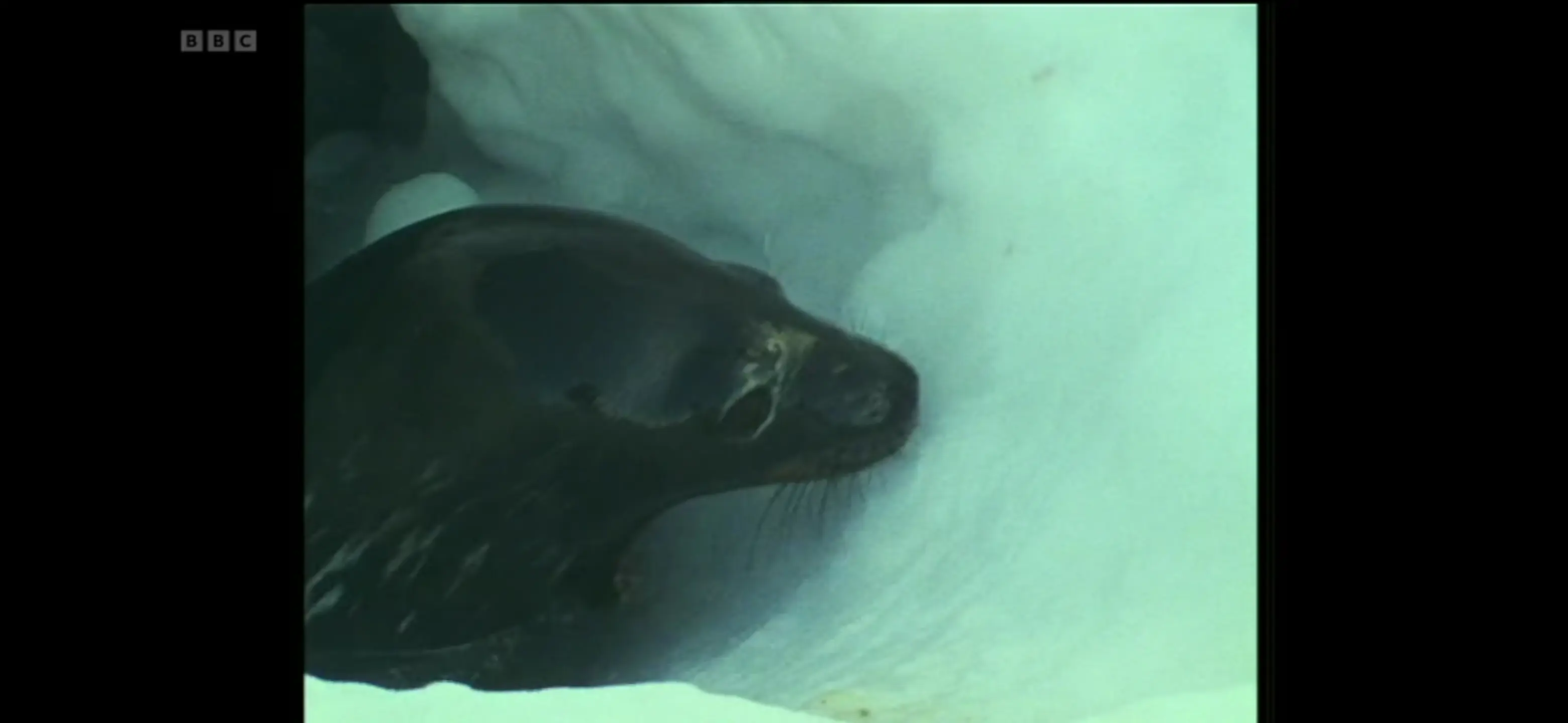 Weddell seal (Leptonychotes weddellii) as shown in Life in the Freezer - The Big Freeze